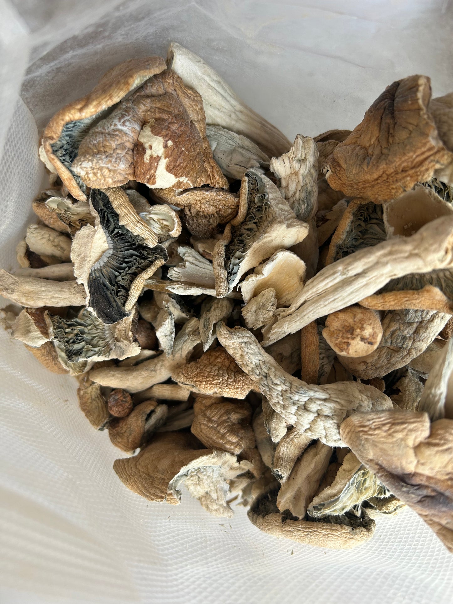 Penis Envy Magic Mushrooms Wholesale